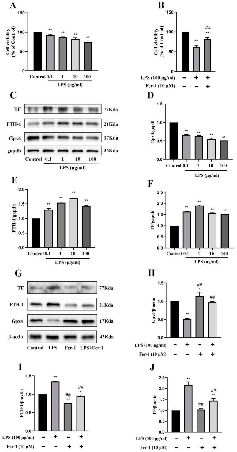 Ferroptosis and acute kidney injury (AKI) were intensified in MRGECs treated with LPS.