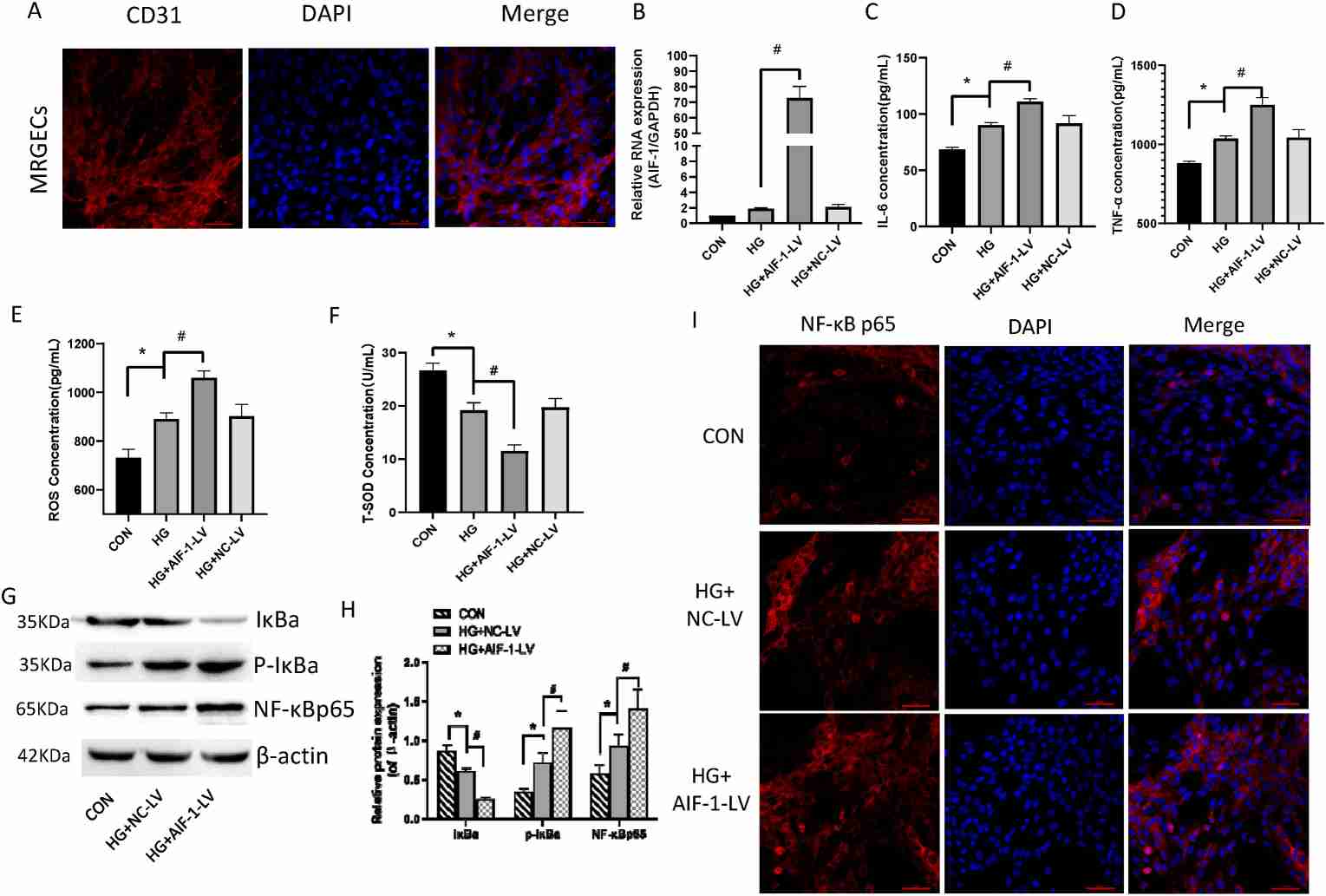 AIF-1 enhanced inflammation and oxidative stress induced by high glucose levels, while activating the NF-κB pathway in MRGECs.