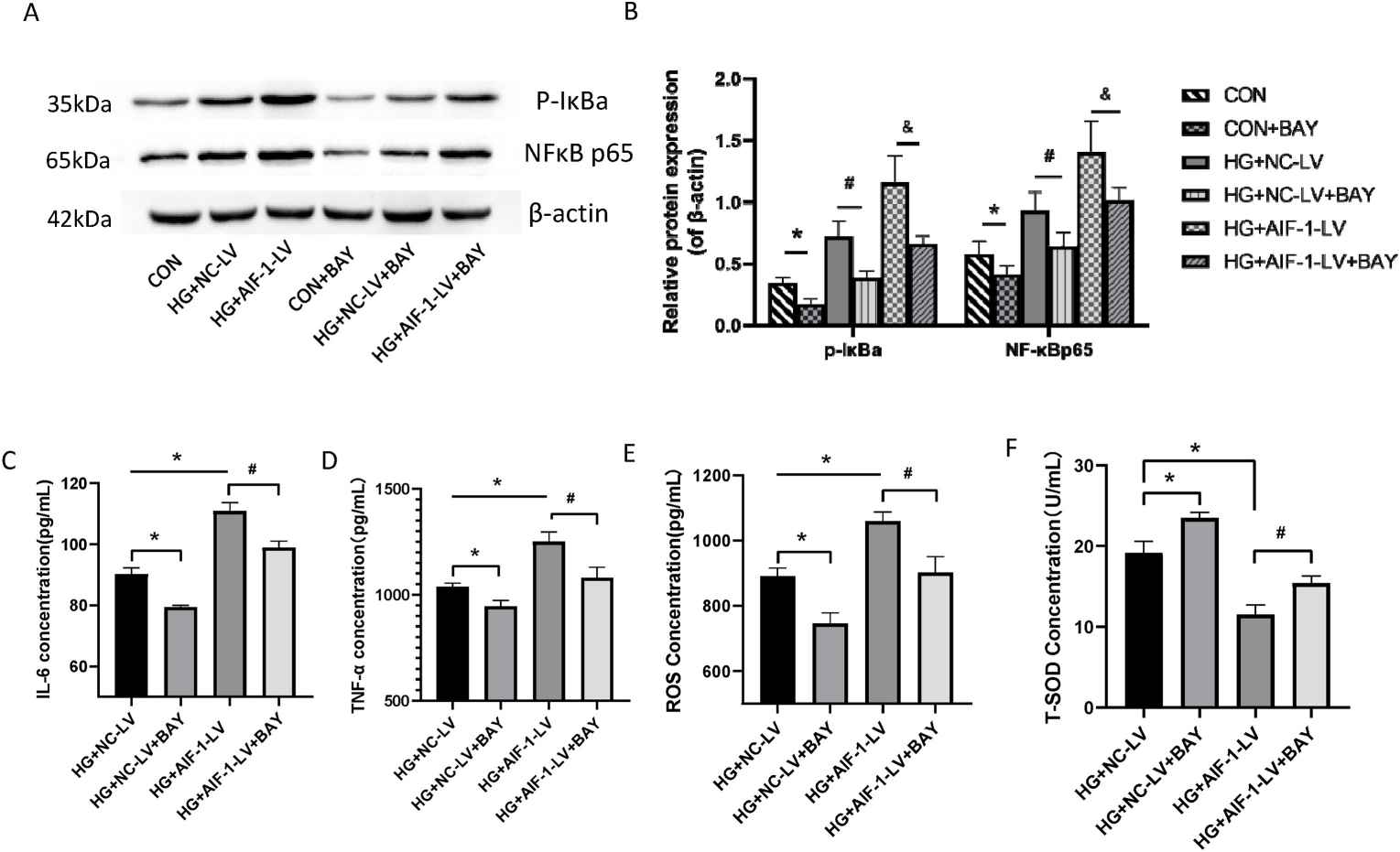 The activation of the NF-κB pathway played a role in inflammation induced by AIF-1 in MRGECs.
