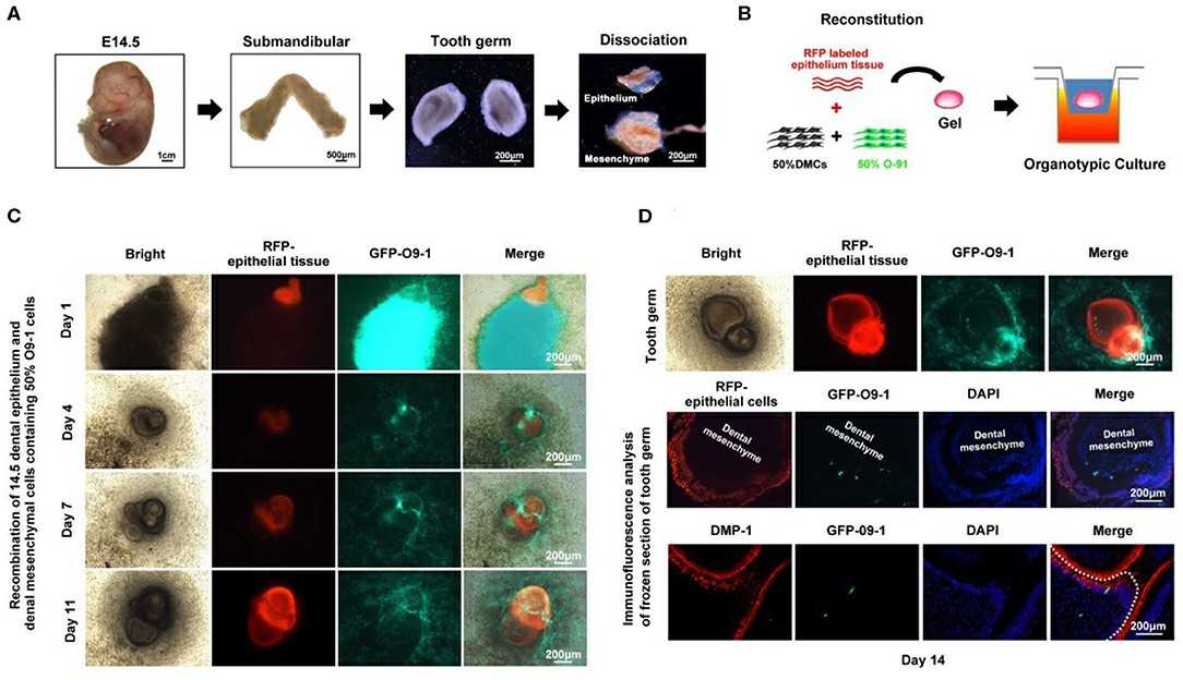 O9-1 cells aid in the formation of tooth germ in an in vitro setting.