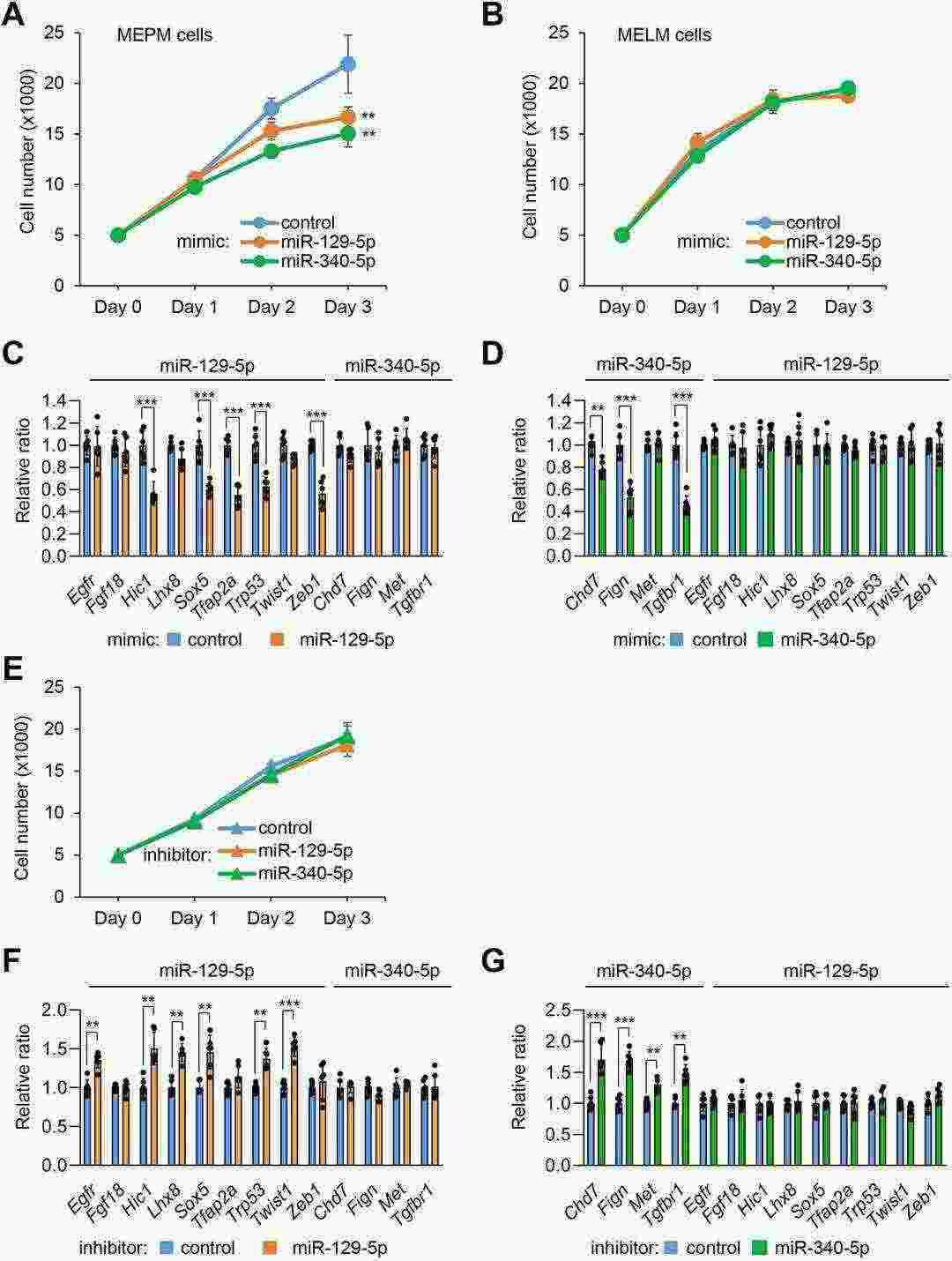 High levels of miR-129-5p and miR-340-5p inhibit cell proliferation and gene expression in MEPM and MELM cells.