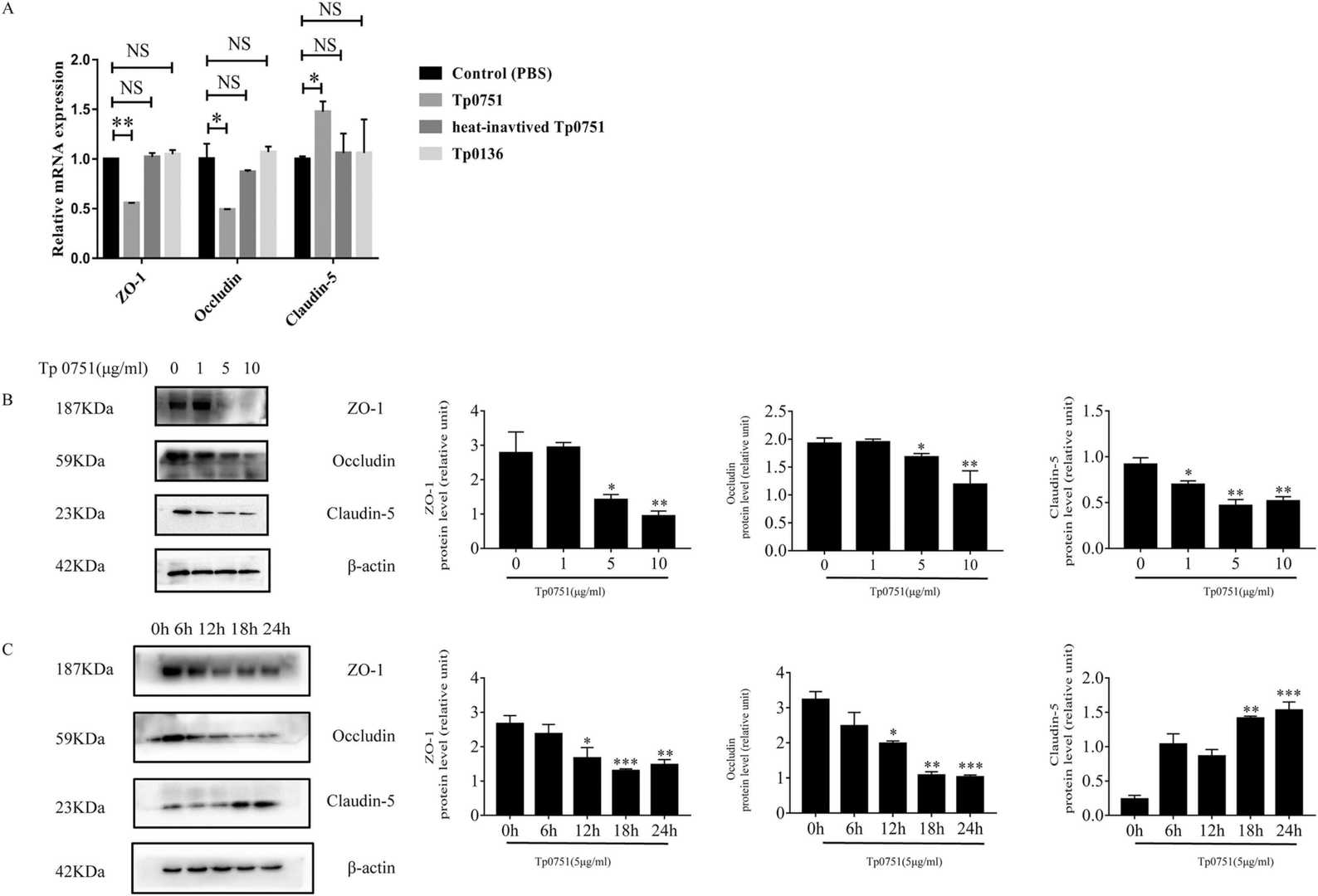 The recombinant protein Tp0751 from Treponema pallidum influences the expression levels of tight junction proteins in bEnd.3 cells.
