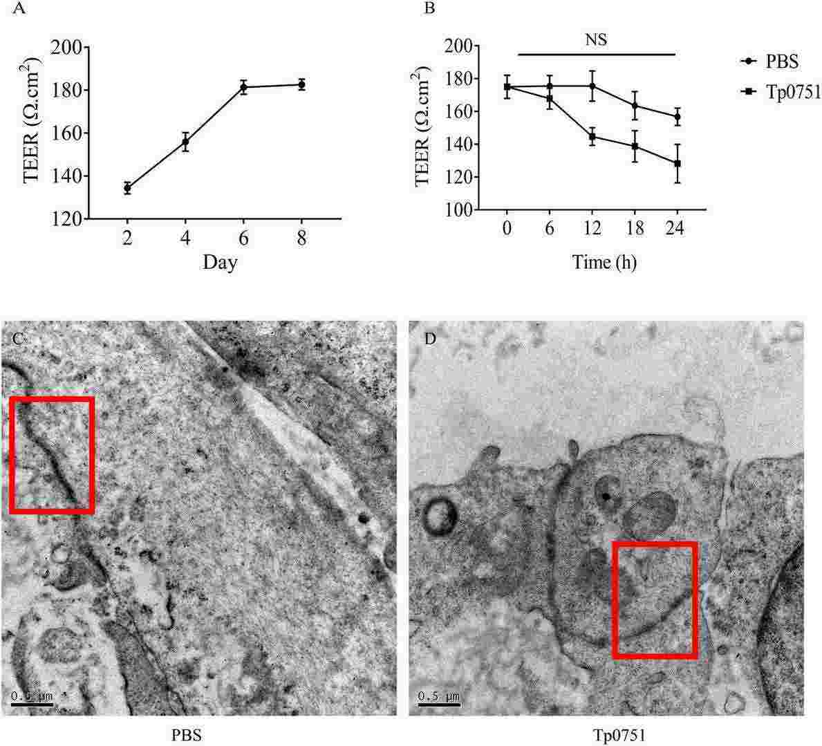 Tp0751 does not have a notable impact on the transepithelial electrical resistance (TEER) of bEnd.3 cells, nor does it significantly disrupt the tight junction architecture between them.