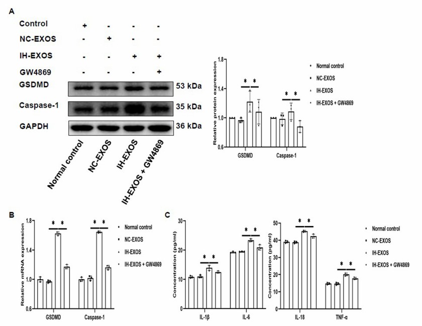 Exosomes induced by intermittent hypoxia can enhance pyroptosis and inflammatory responses in HT22 cells.
