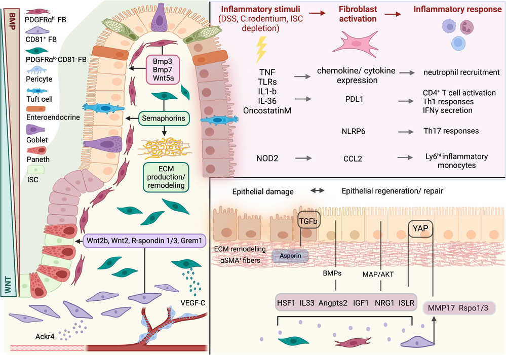 The function of fibroblasts in intestinal homeostasis, damage, and repair.