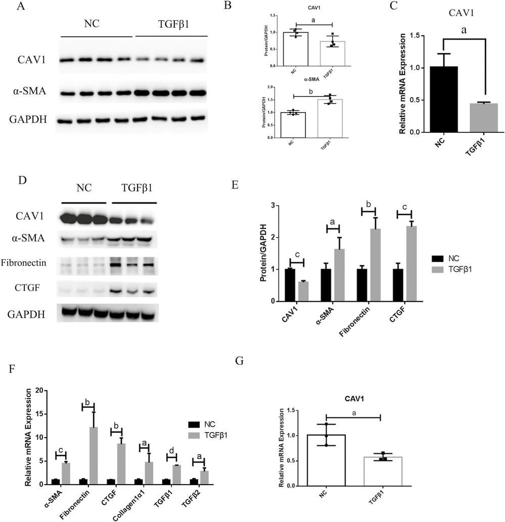 Caveolin-1 (CAV1) expression is reduced in fibroblasts activated by TGF-β1 in vitro.