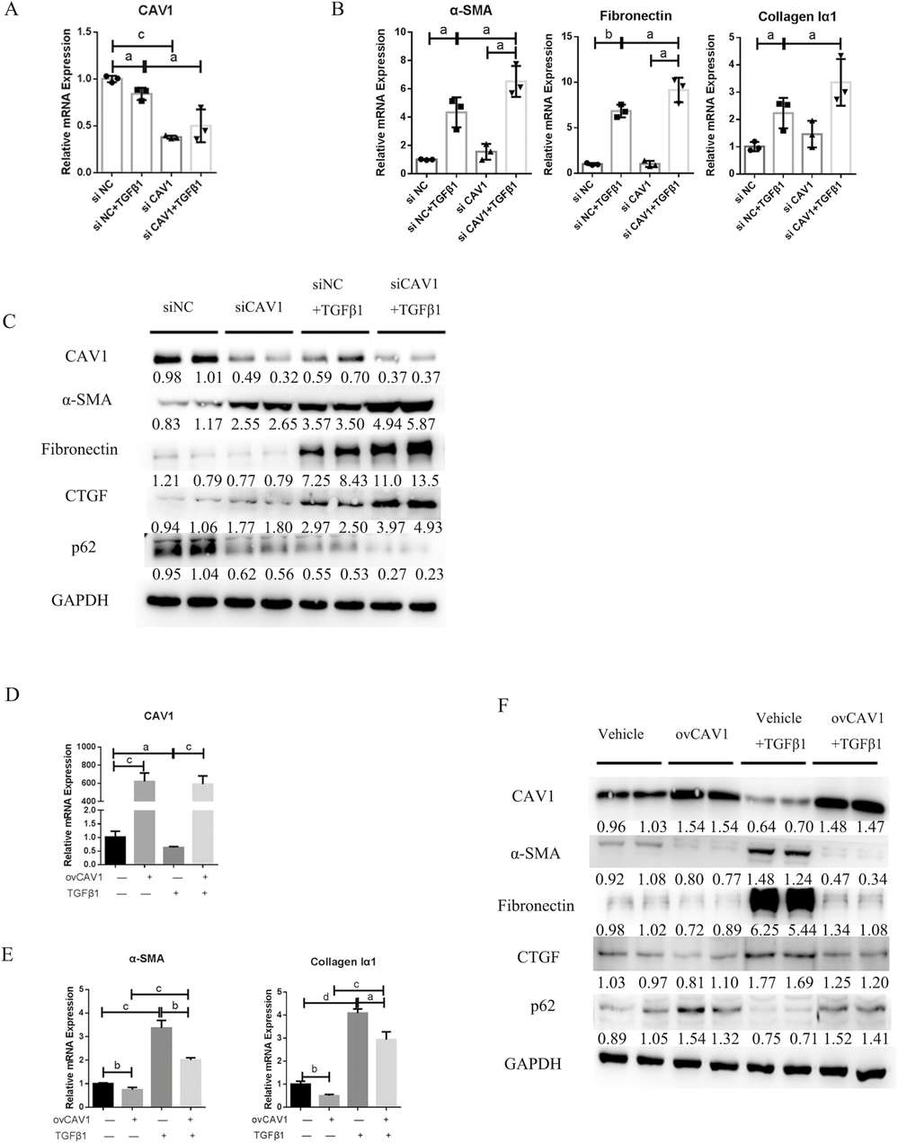 Caveolin-1 (CAV1) regulates the activation of primary human intestinal fibroblasts in vitro.