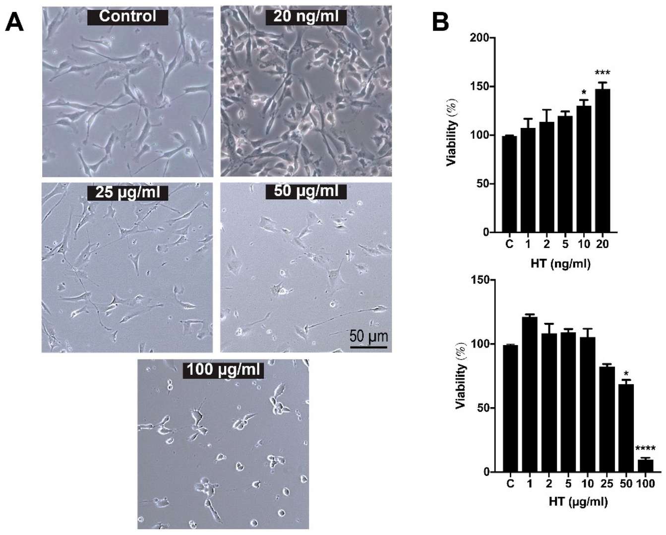 Morphological assessment and cell viability of hSCs following 24-hour hydroxytyrosol treatment.