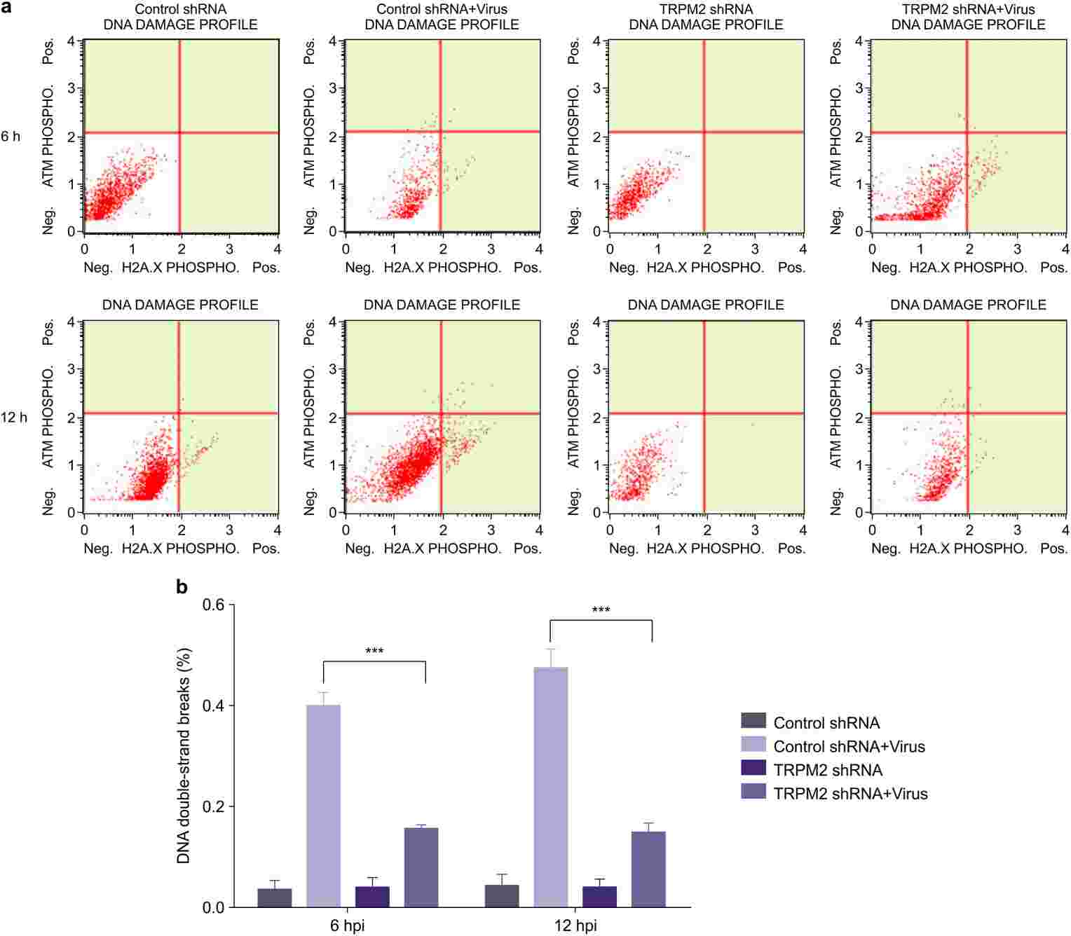 TRPM2 silencing also minimized DNA damage caused by H9N2 viral infection.