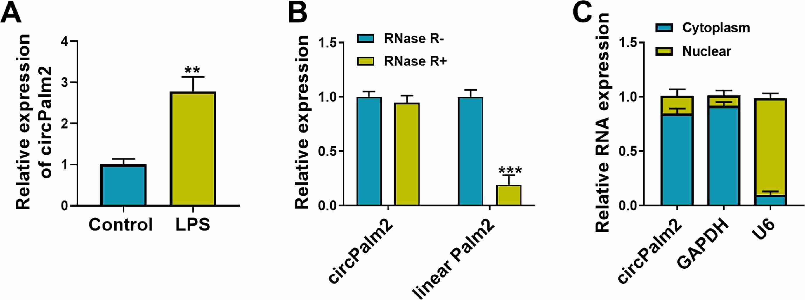 CircPalm2, a stable circRNA, is upregulated in response to LPS treatment.