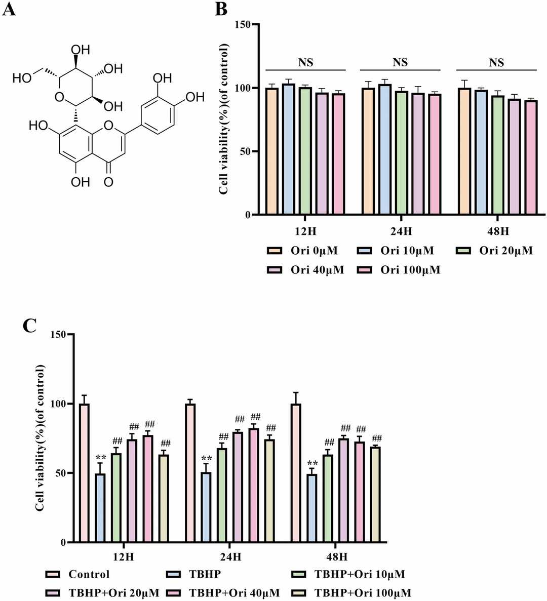 The Cytotoxic Effects of Ori on nucleus pulposus cells.