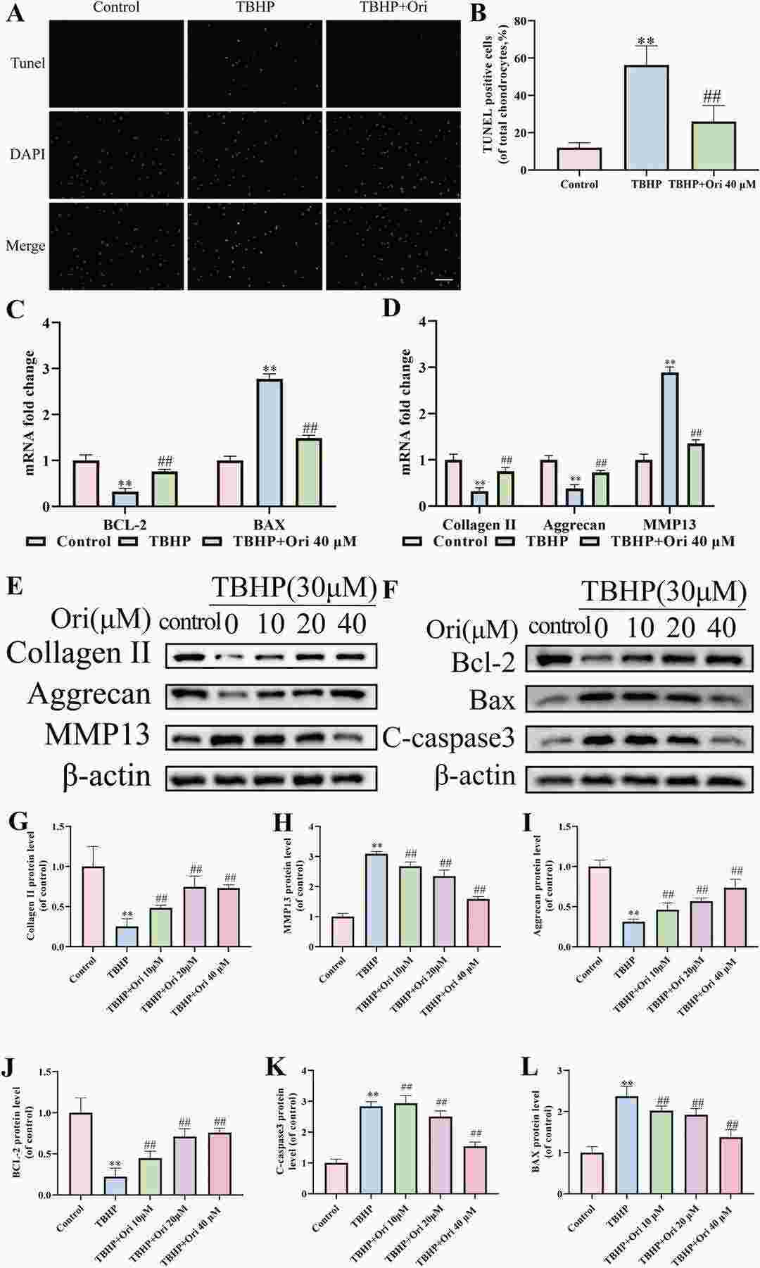The Effect of Ori on Apoptosis and ECM degeneration in TBHP-Stimulated nucleus. pulposus cells