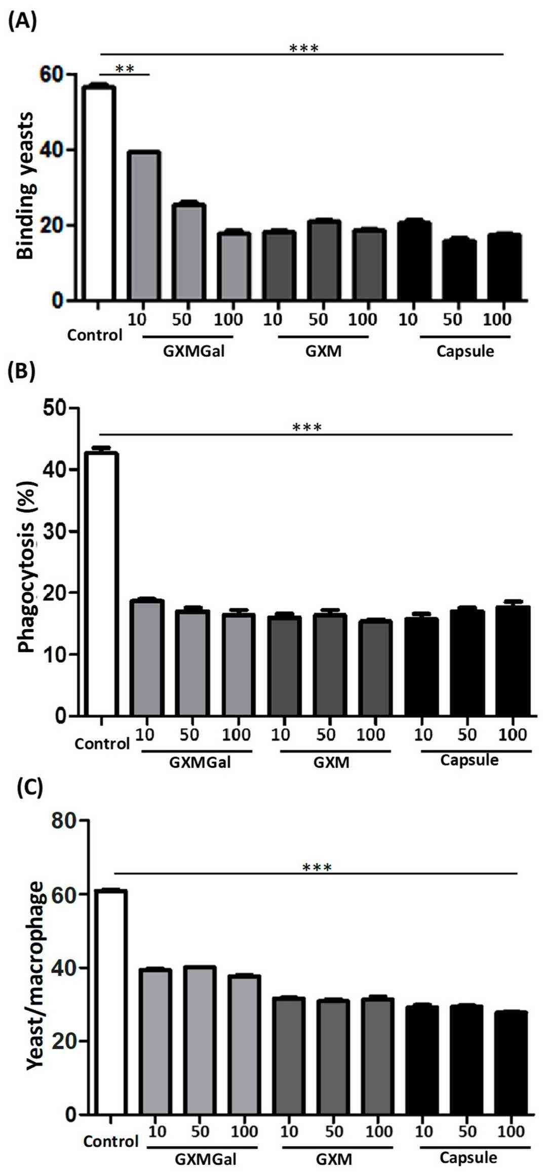 Attachment and ingestion by DH82 in the context of capsular polysaccharides from C. neoformans.