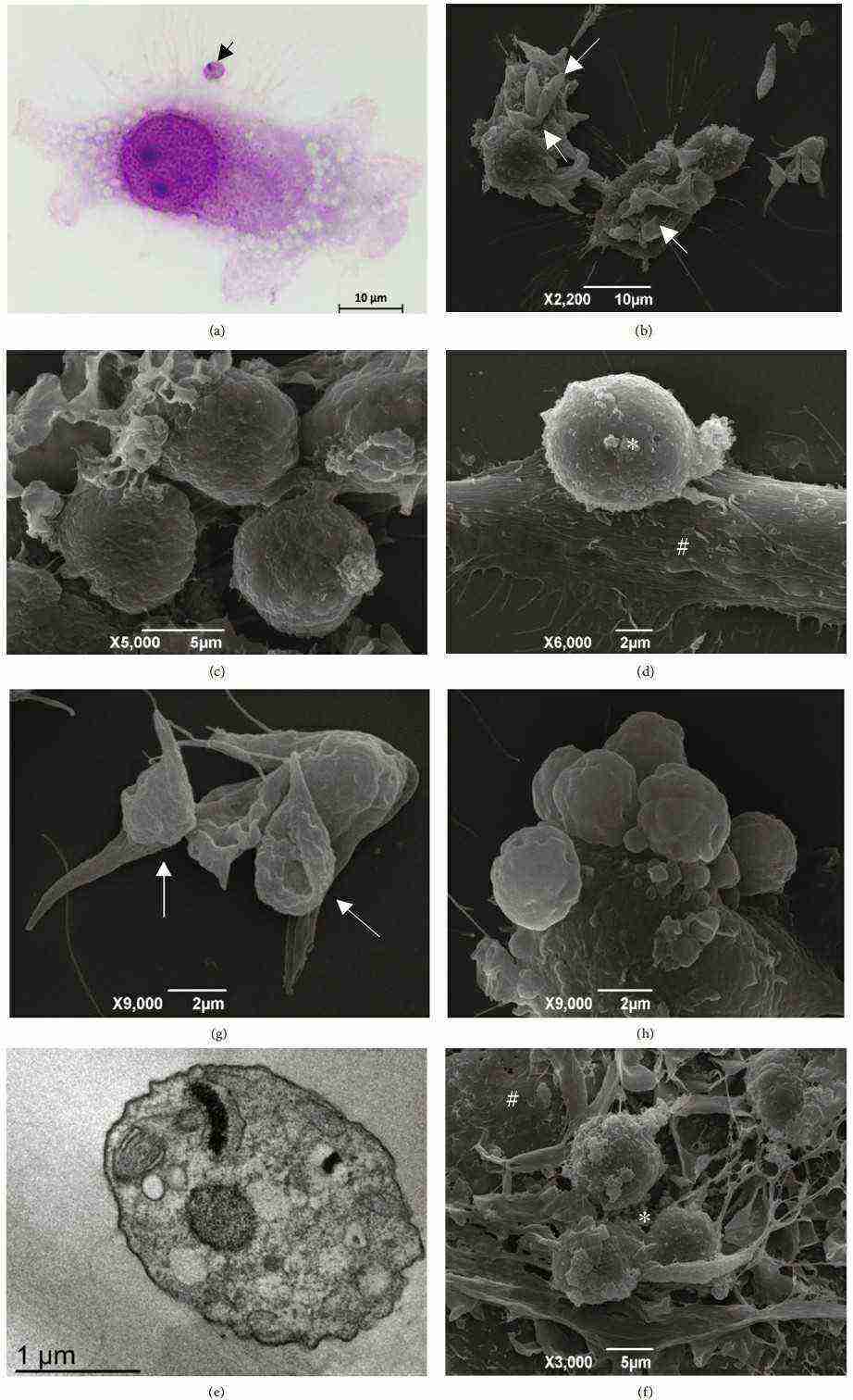Interactions between DH82 cells and T. caninum.