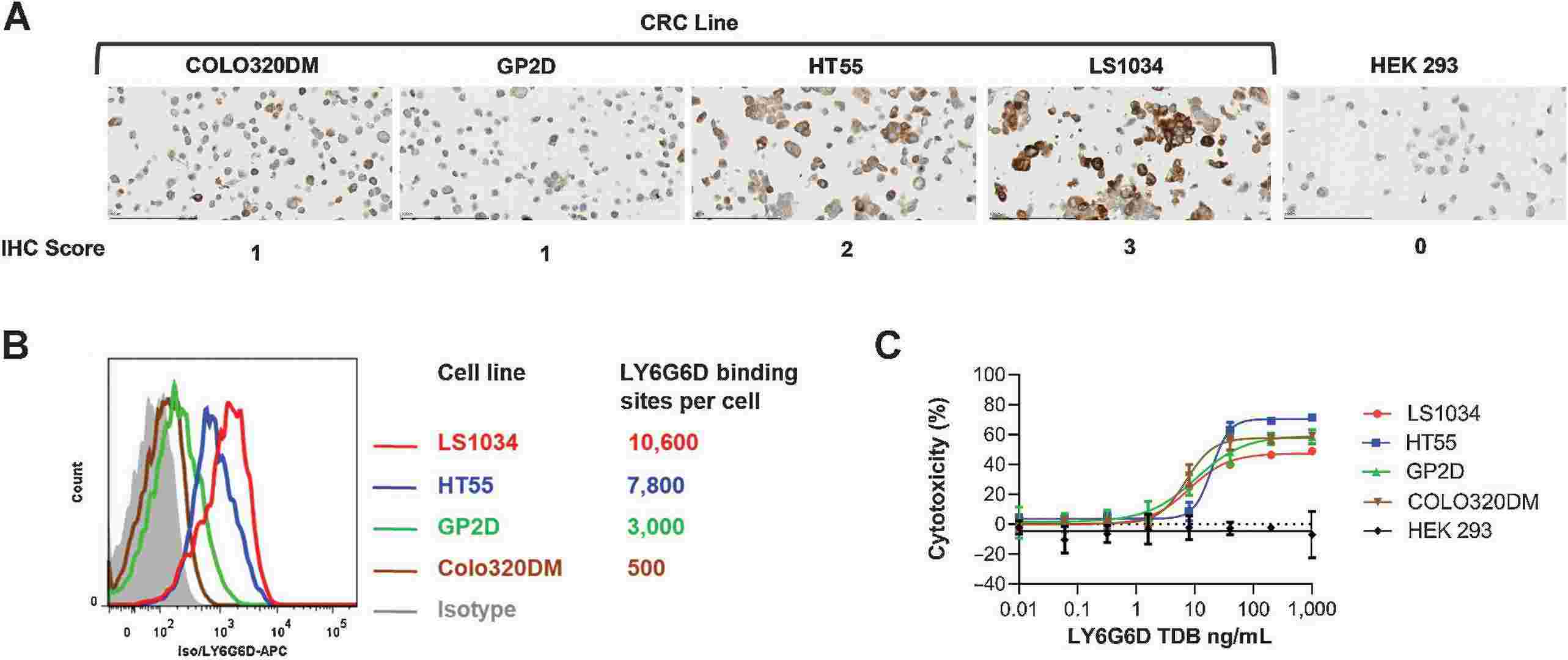 In a broad range of LY6G6D level, LY6G6D-TDB is active against colorectal cancer cell lines.