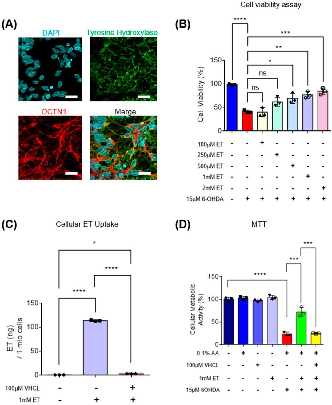 Intracellular Uptake of ET via OCTN1 Transporters Protects iDA Cultures Against 6-OHDA-Induced Cell Death in a Concentration-Dependent Manner.