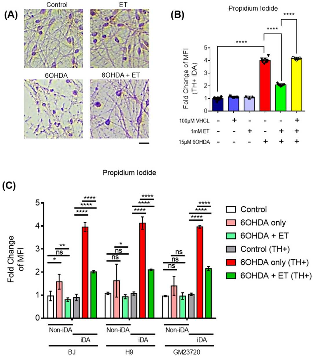 ET-Mediated Protection of 6-OHDA-Treated iDAs and Non-iDAs in Culture.