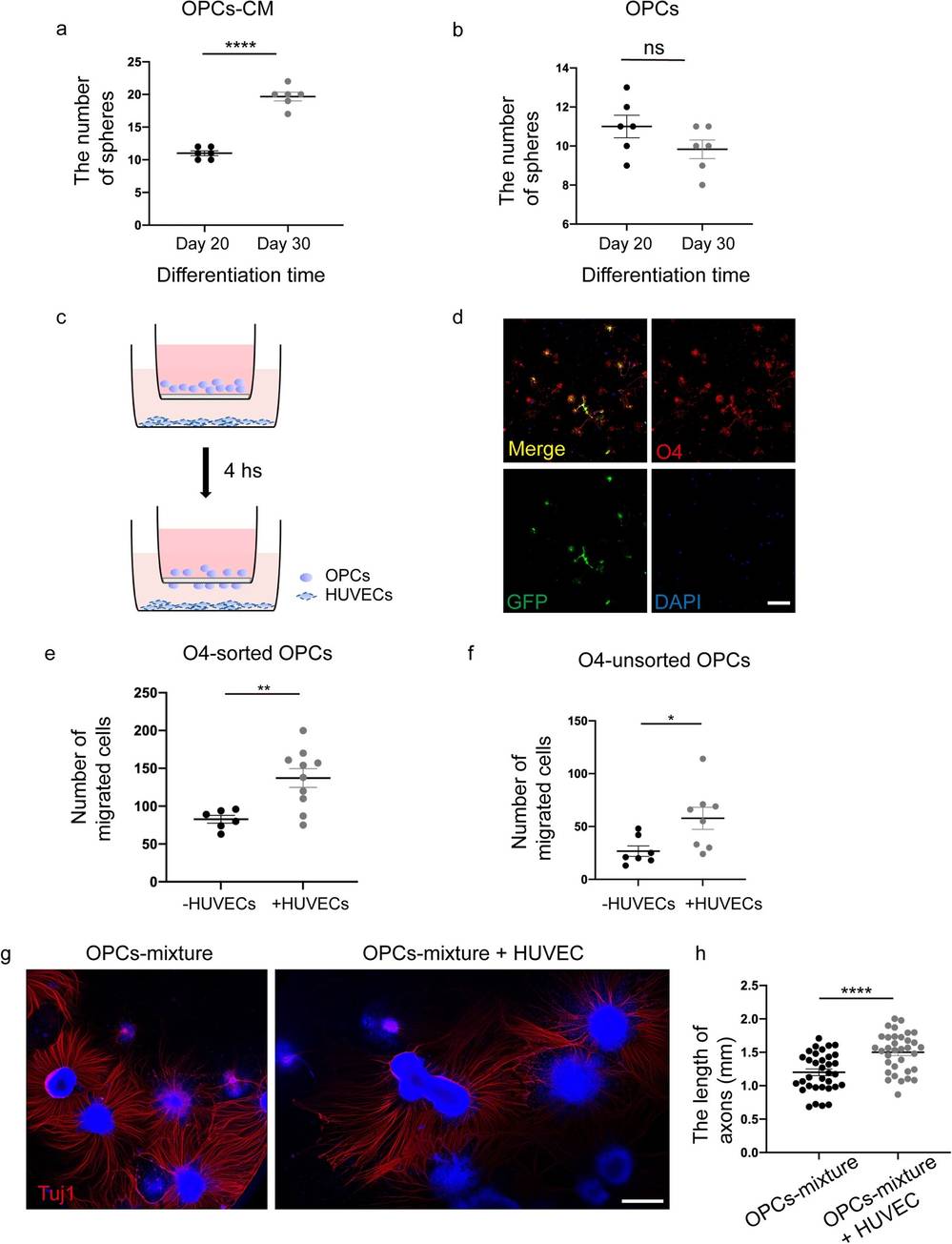 HUVECs enhance OPC proliferation, migration, and growth of neuronal axons in vitro.