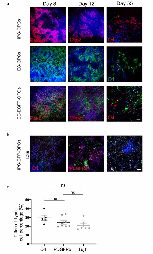 Three cell lines were successfully induced to differentiate into oligodendrocyte progenitor cells.