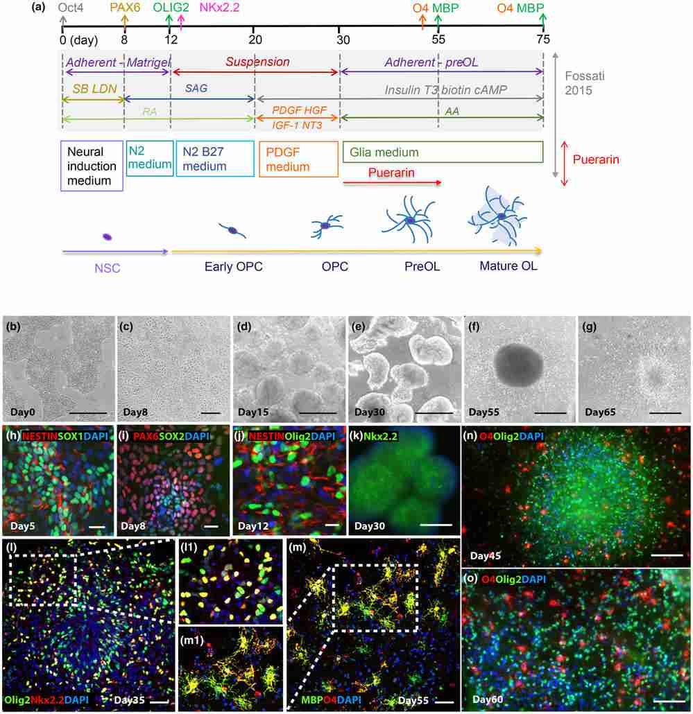 Human induced pluripotent stem cells (hiPSCs) were differentiated into oligodendrocytes (OLs) via neural stem cells (NSCs).