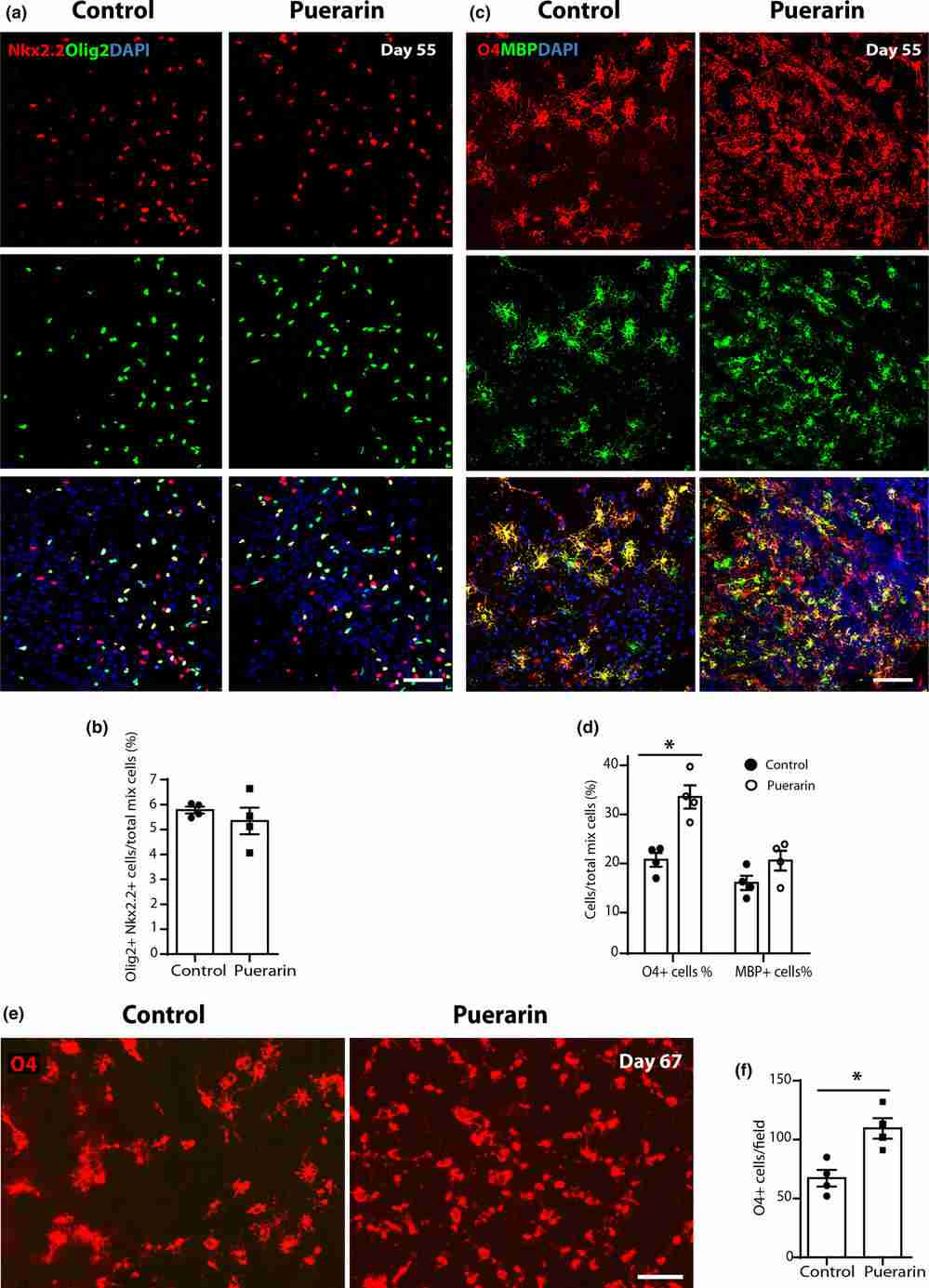 Puerarin boosts the production of pre-oligodendrocytes derived from hiPSCs.