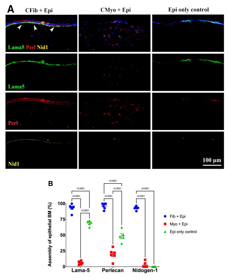 compare the expression of laminin alpha 5, perlecan and nidogen-1 in different 3D cultures.