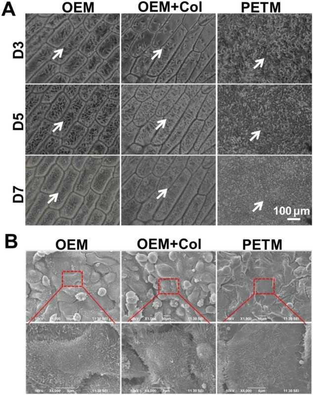 Rabbit corneal epithelial cells cultivated on OEM retain better cell morphology and function than those cultured on PETM.