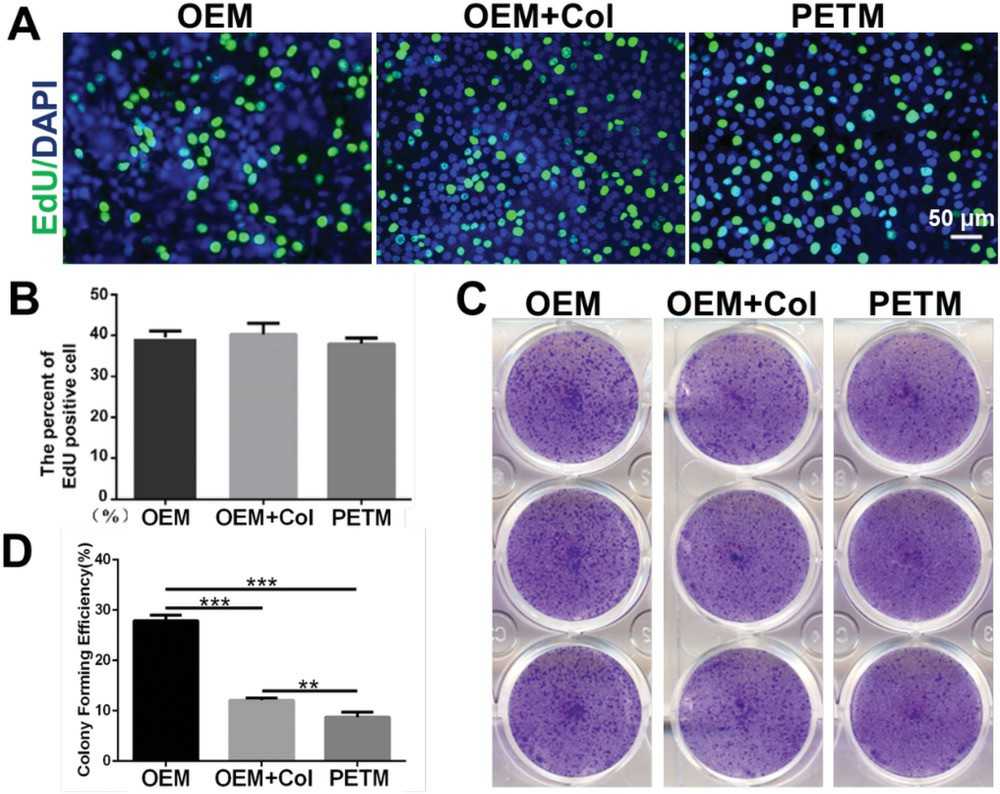 Rabbit corneal epithelial cells cultivated on OEM were superior in cell proliferative capacity than those cultured on PETM.