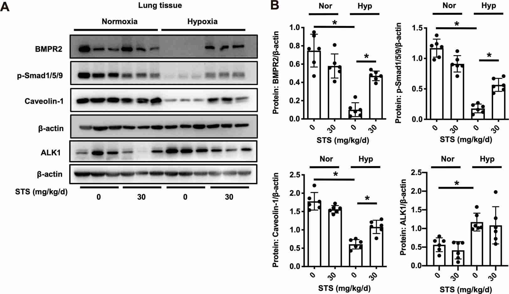 STS treatment prevents the reduction of BMPR2 signaling pathway activity due to hypoxia in lung tissue.