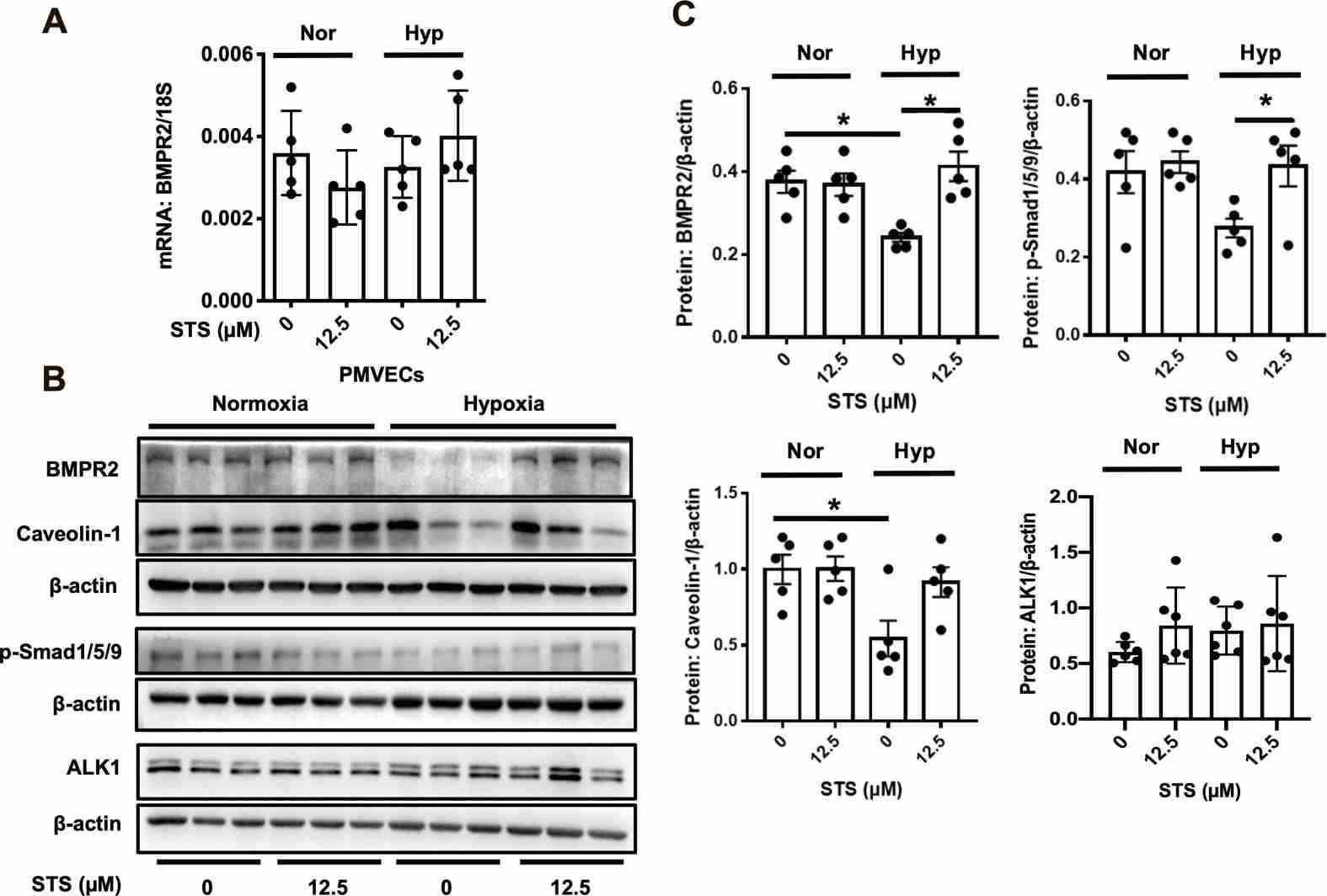STS treatment averts the hypoxic suppression of the BMPR2 signaling pathway in primarily cultured rat PMVECs.