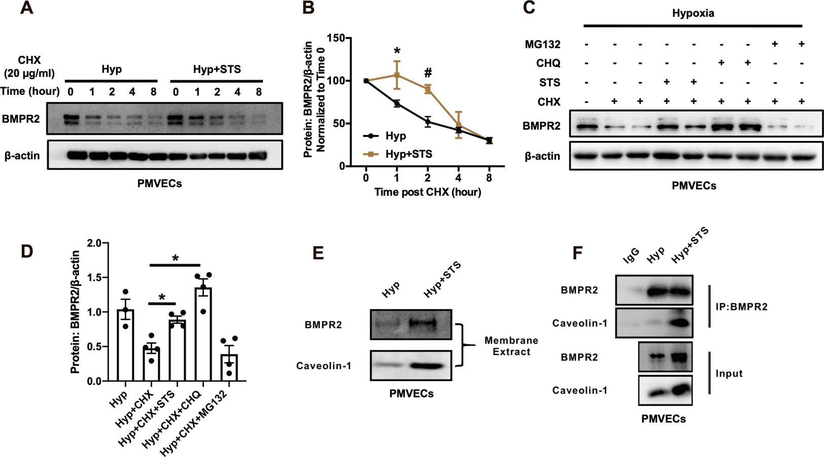 STS markedly enhances the stability of BMPR2 protein and prevents its lysosomal breakdown in hypoxic rat PMVECs.