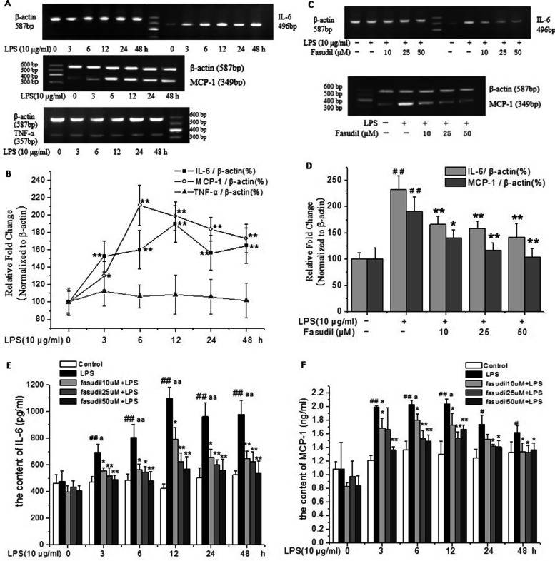 Fasudil reduces the expression of inflammatory factors induced by LPS in rat PMVECs.