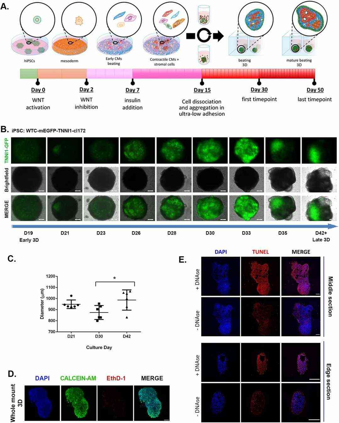 Long-term human cardiac microtissues can be spontaneously generated under scaffold-free 3D conditions.