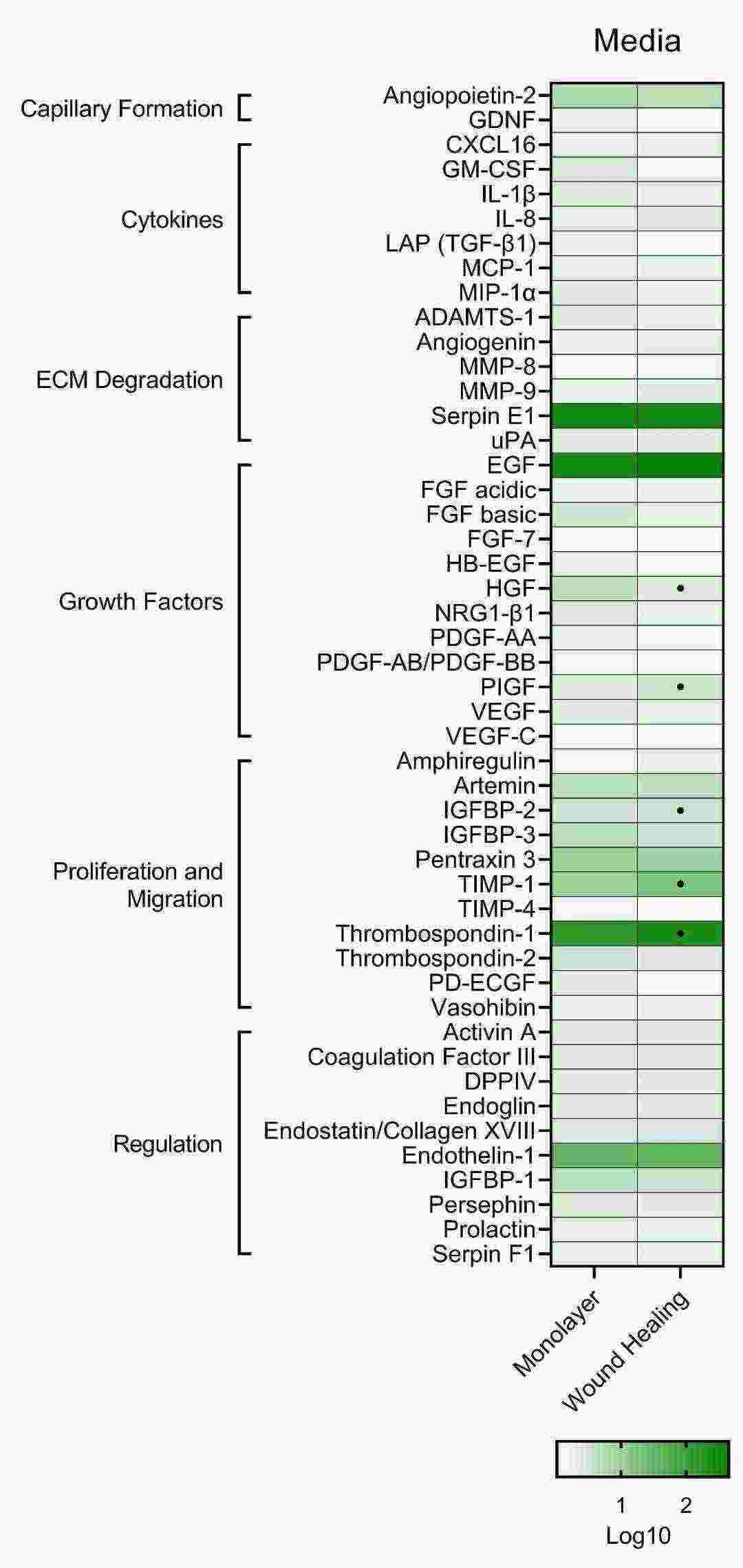 Proteome analysis of untreated immortalized human aortic endothelial cells grown to confluency on 1% gelatin-coated plates.