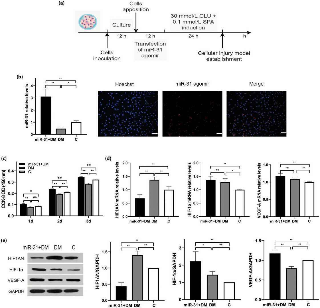 miR-31 promotes the restoration of proliferation of damaged immortalized human aortic endothelial cells by targeting HIF1AN.