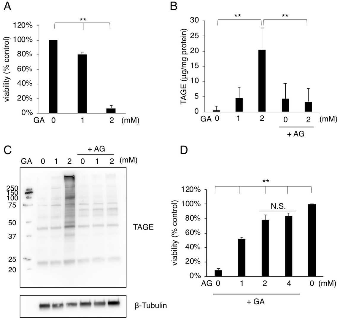 GA treatment induces cell death and TAGE accumulation in MC3T3-E1 cells.