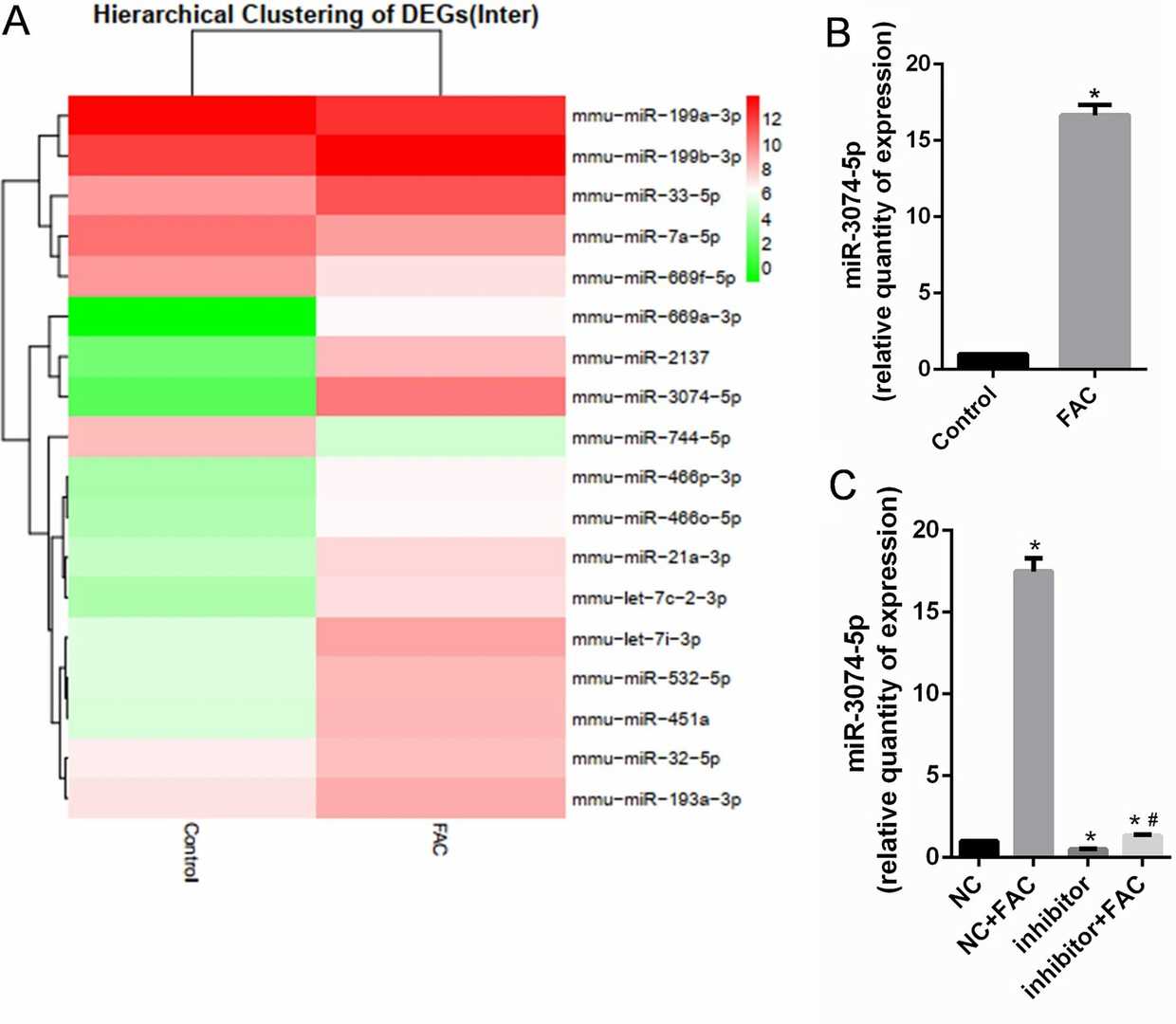 miR-3074-5p expression is upregulated in MC3T3-E1 cells under iron overload conditions.