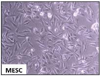Representative picture of mouse endometrial stromal cells