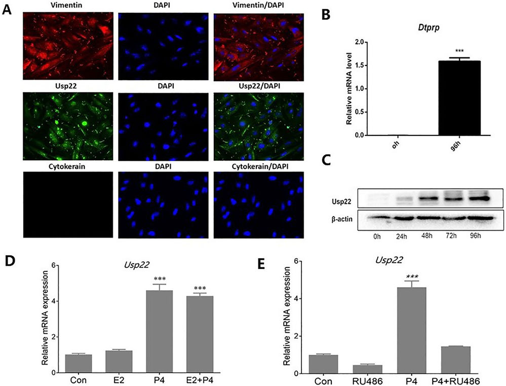 Expression of Usp22 during in vitro decidualization.