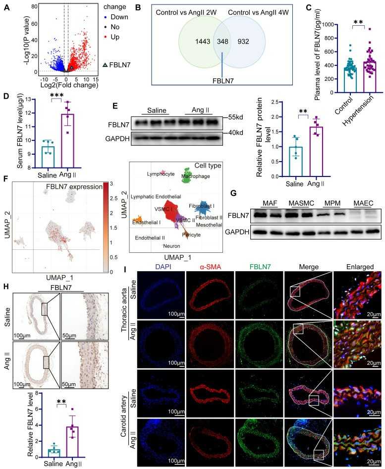 FBLN7's expression is increased in vascular remodeling.