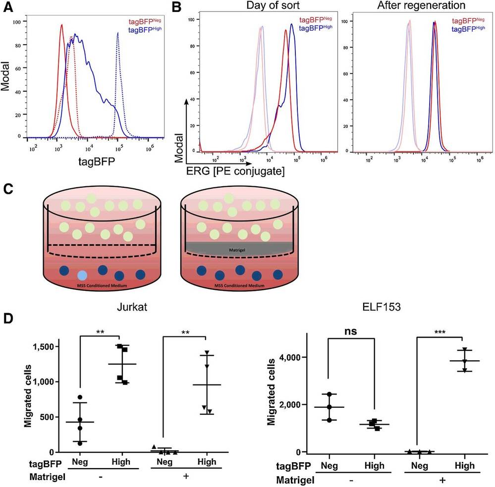 The regeneration and migration/invasion capabilities of the tagBFPHigh and tagBFPNeg fractions.