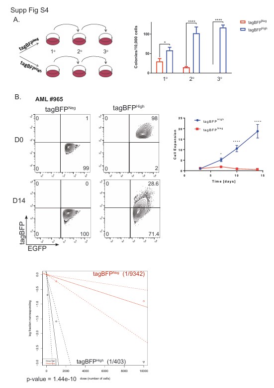 ERG+85High cells demonstrate regenerative capabilities.