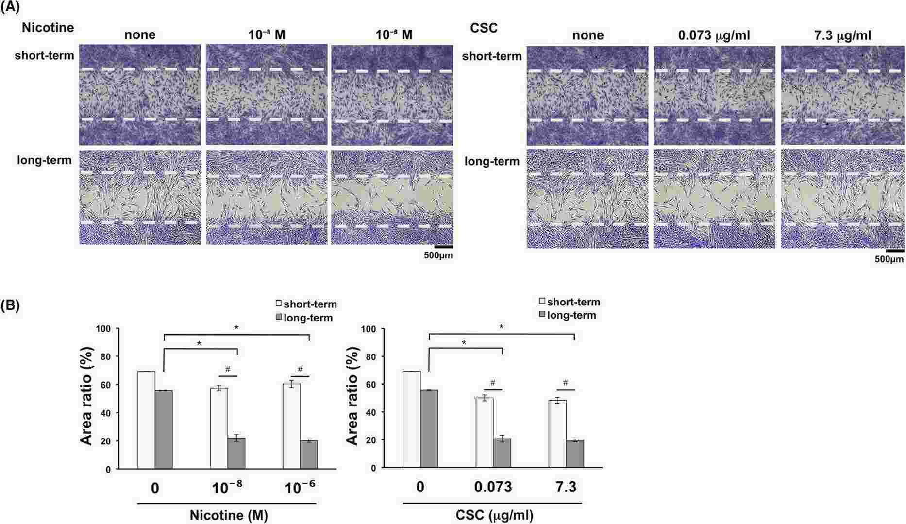 Impact of long-term exposure to nicotine or cigarette smoke condensate (CSC) on cell migration ability.