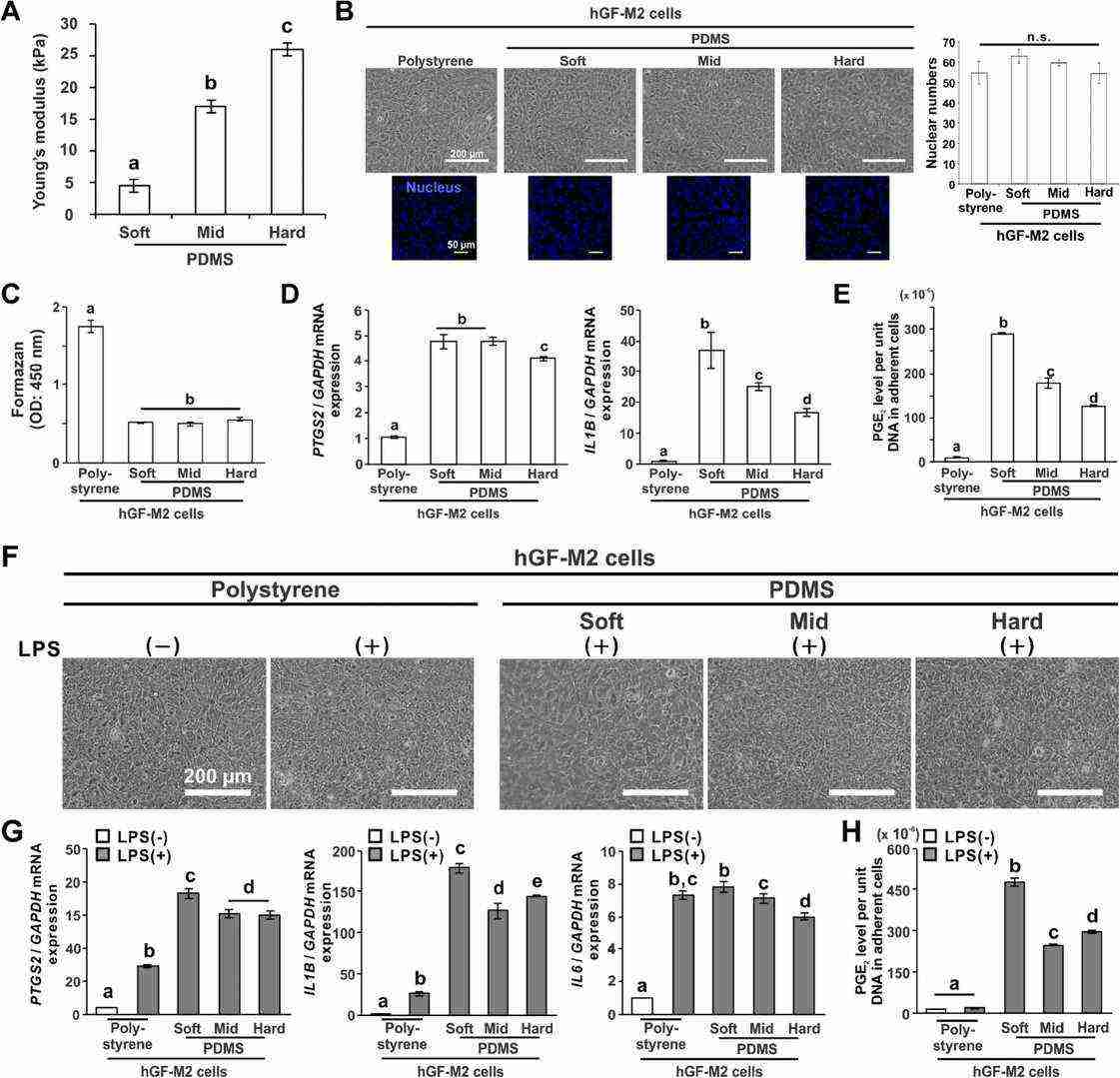 Effects of substrate stiffness on the proinflammatory responses of human gingival fibroblasts.