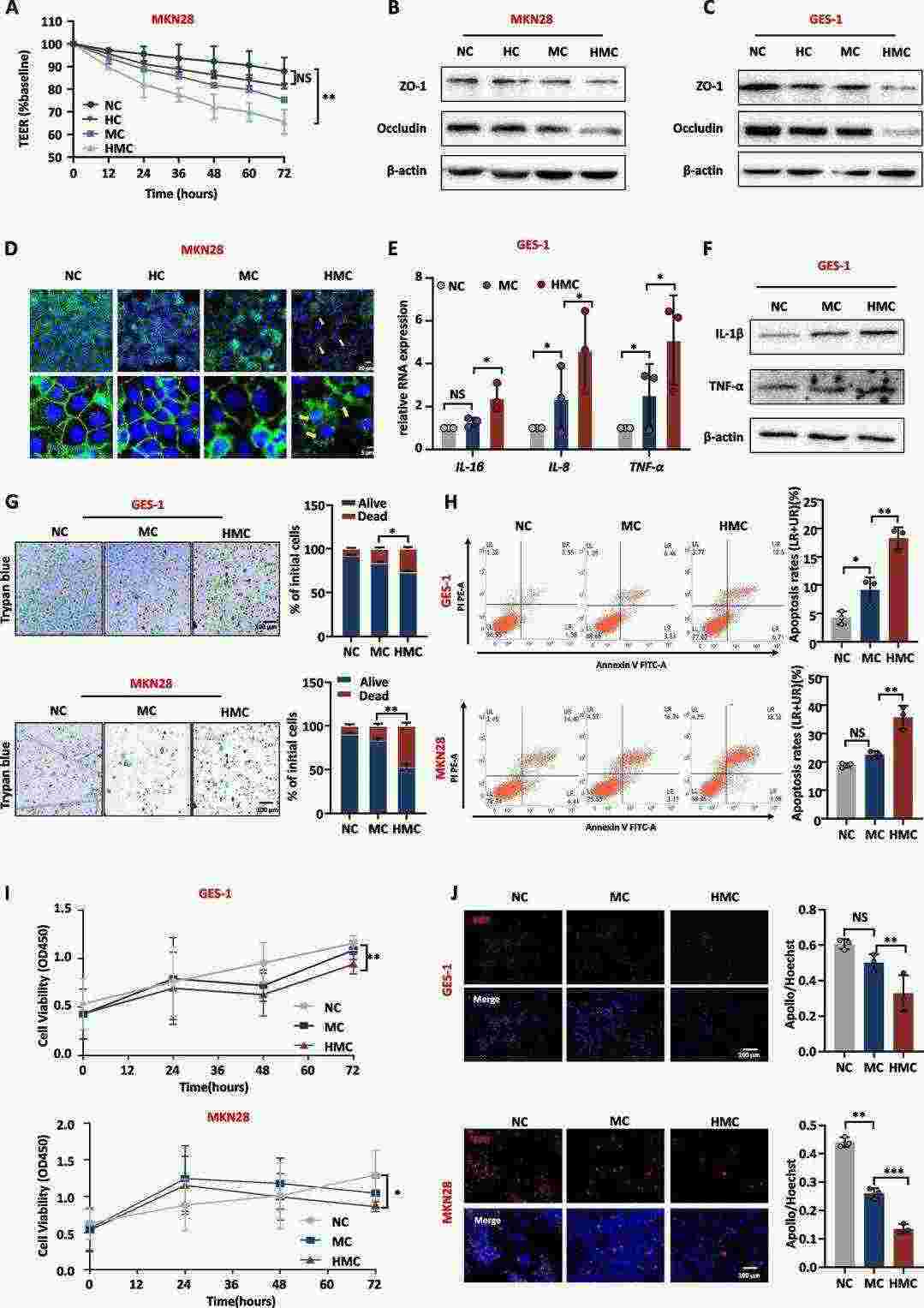 H. pylori-infected macrophage medium affects the gastric mucosa barrier and promotes inflammation.
