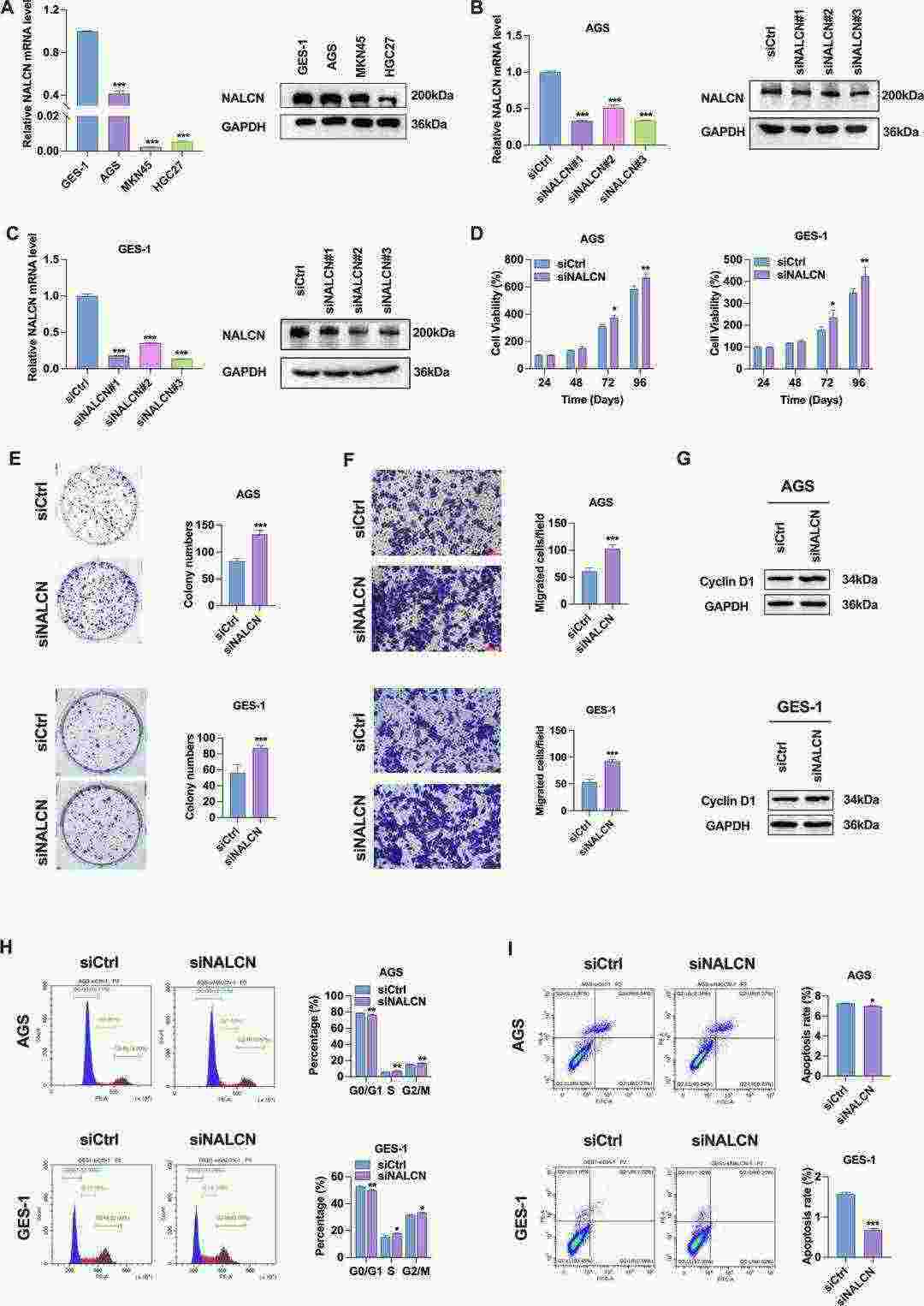 NALCN knockdown affects the biological function of GC cells.