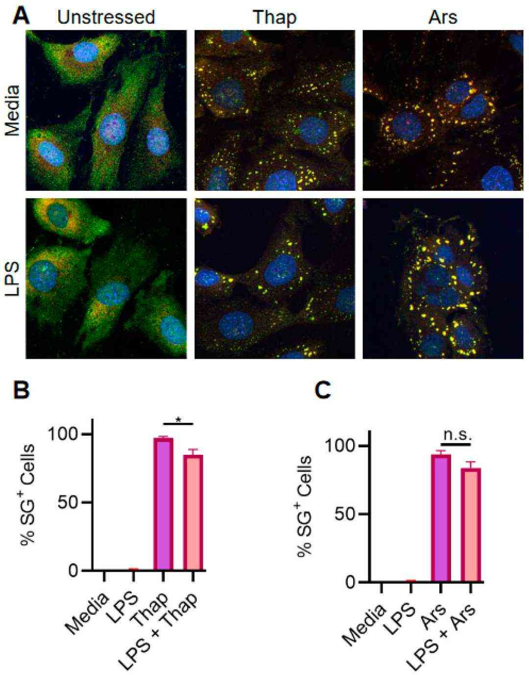 TLR signaling has a minimal inhibitory effect on ER stress-induced SGs in iMLFs.