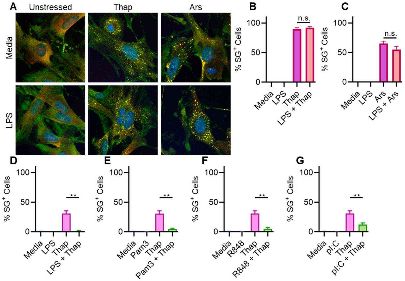 TLR signaling is ineffective at suppressing SG formation in primary MLFs.