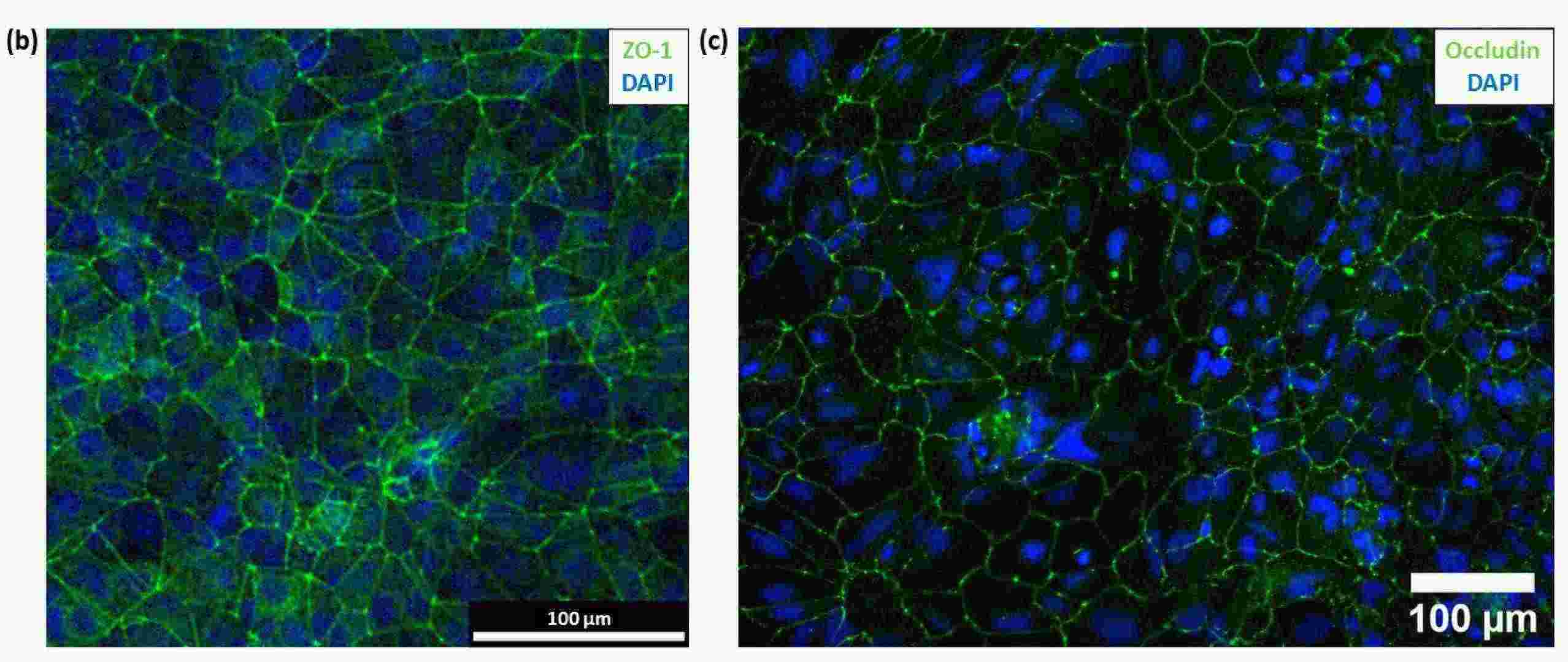 (b) Immunofluorescence image of hiPSC-derived brain microvascular endothelial cells with ZO-1(green) and DAPI (blue) staining. (c) Immunofluorescence image of hiPSC-derived BMECs with occludin (green) and DAPI (blue) staining. 
