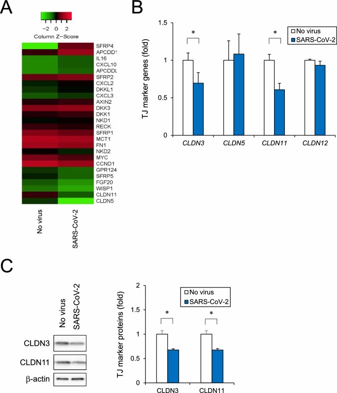 Analysis of human iPSC-derived brain microvascular endothelial cells barrier disruption based on RNA-seq. 